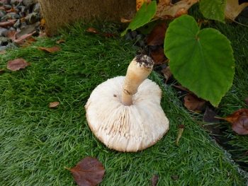 キノコ採りにが好きなおばさんに 藤の鉢植えからプレゼントがありました 岩手県盛岡市のリフォームならsrサービス 外構リフォーム 内装工事